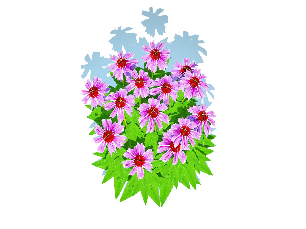 Echinacea – purple coneflower Image 5