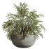 AV Indoor Plants Set 231 Dypsis Palm and Fruit Orange Tree and Mission Wilsonii Olive and Areca Palm - Thumbnail 4