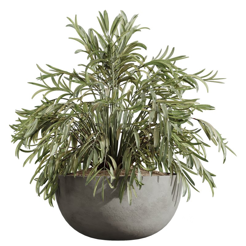 AV Indoor Plants Set 231 Dypsis Palm and Fruit Orange Tree and Mission Wilsonii Olive and Areca Palm Image 4