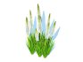 Eremurus – Foxtail Lily_White - Thumbnail 5