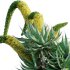 Agave attenuata – Fox tailail – 02 - Thumbnail 2