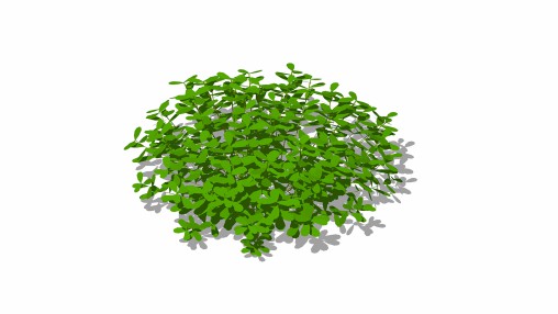 Pittosporum