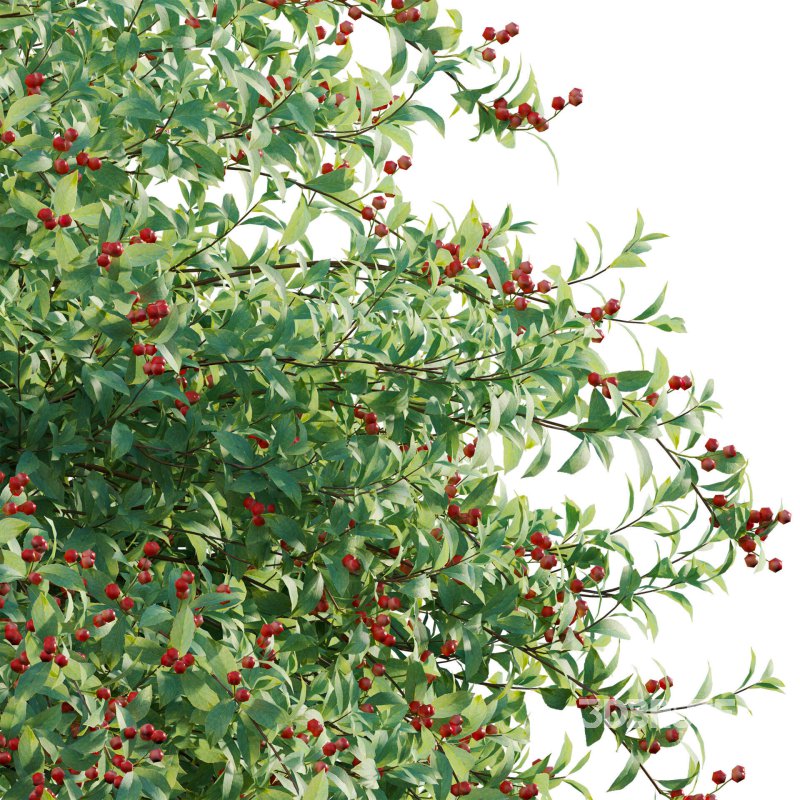 Ilex verticillata – Winterberry 01 Image 5