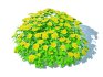 Euphorbia polychroma – Cushion Spurge - Thumbnail 2