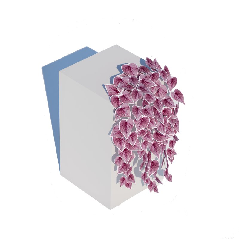 Ipomoea-Sweet Potato Vine Image 6