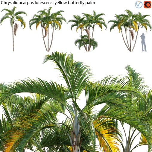 Chrysalidocarpus lutescens – yellow butterfly palm – 01