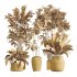 AV Indoor plants set 210 Mission Olive and Ficus Cyathistipula and Lily Domino and Lutescens Areca Palm - Thumbnail 12