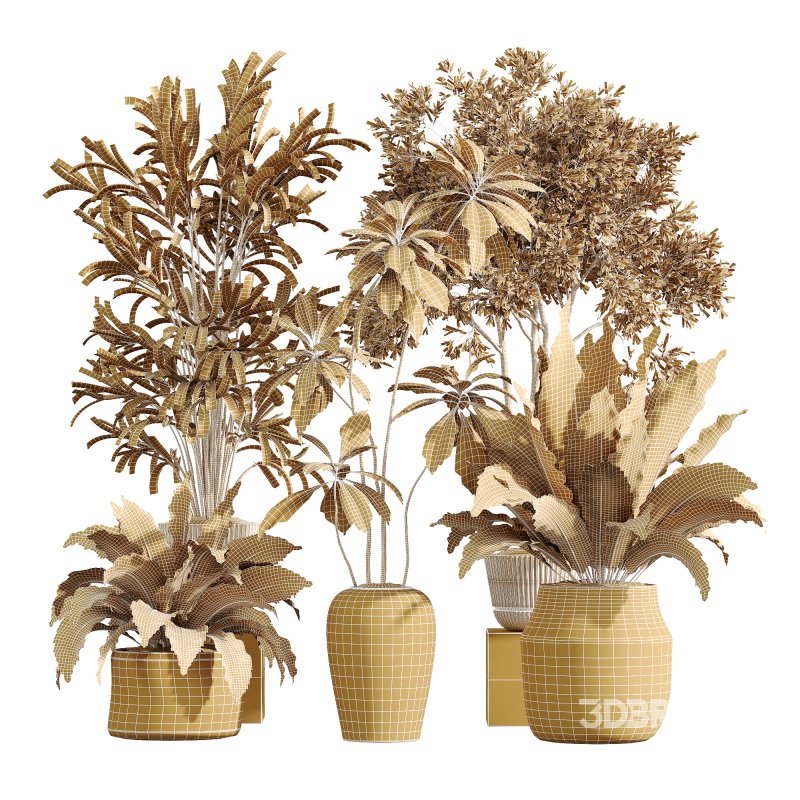 AV Indoor plants set 210 Mission Olive and Ficus Cyathistipula and Lily Domino and Lutescens Areca Palm Image 12