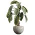 AV Indoor Plants Set 228 Mission Olive and Branche Decorative and Alocasia Elephant and Fruit Orange Tree - Thumbnail 5