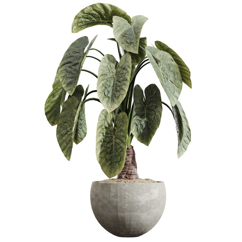 AV Indoor Plants Set 228 Mission Olive and Branche Decorative and Alocasia Elephant and Fruit Orange Tree Image 5