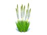 Eremurus – Foxtail Lily_White - Thumbnail 2