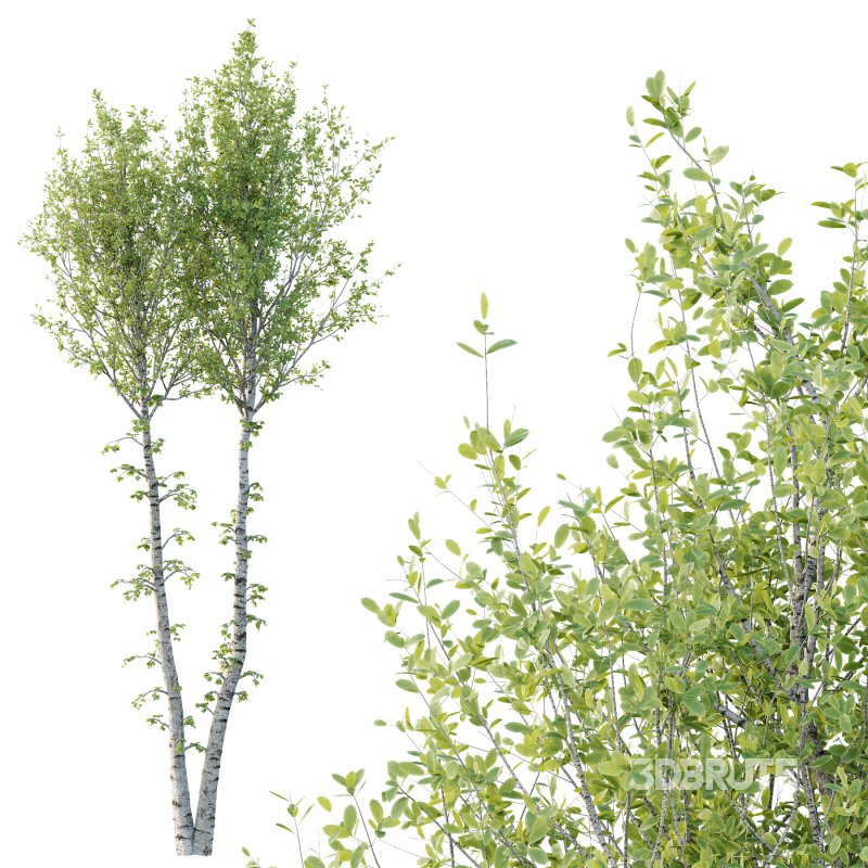 Betula Pendula Tree 04 Image 5