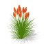 Kniphofia uvaria - Thumbnail 1