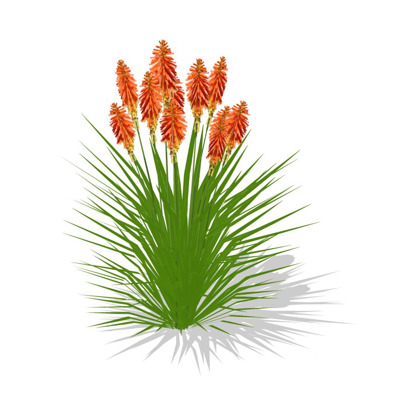 Kniphofia uvaria Image 1