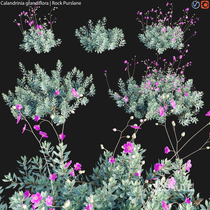 Calandrinia grandiflora – Rock Purslane – 01 Image 1