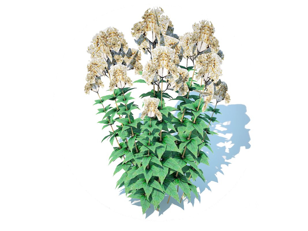 Eupatorium rugosum Chocolate – White Snakeroot Image 5
