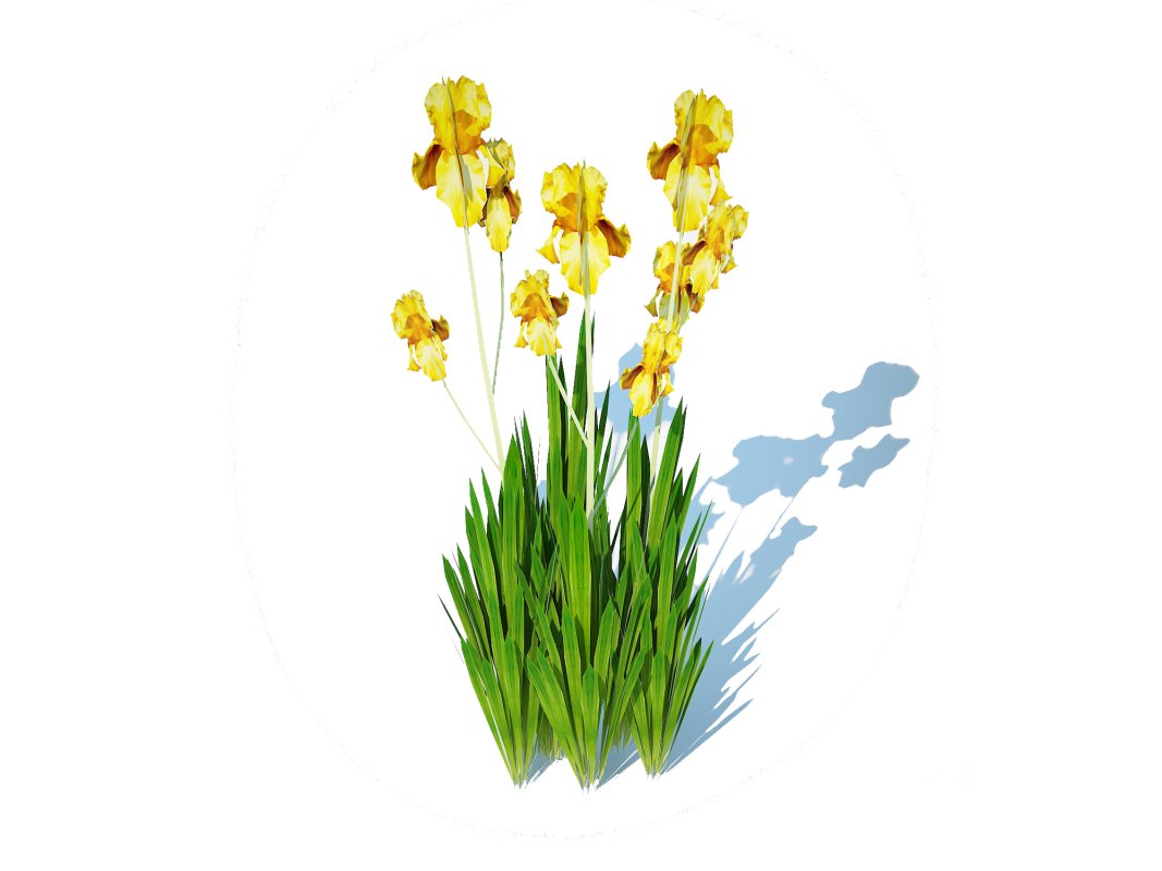 Iris germanica – Yellow Bearded Iris Image 5