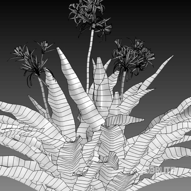 Crinum asiaticum – Poison bulb – 01 Image 4