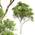 AV Acer Saccharinum and Acer Pseudoplatanus 4 trees - Thumbnail 2
