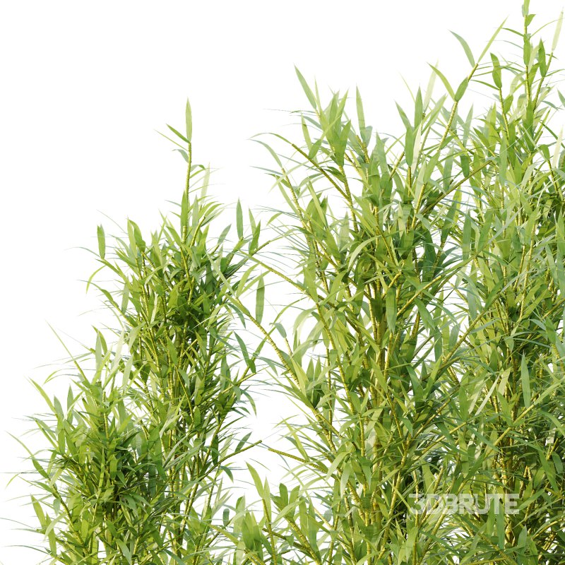 Bamboo Bambusoideae Tree 04 Image 4