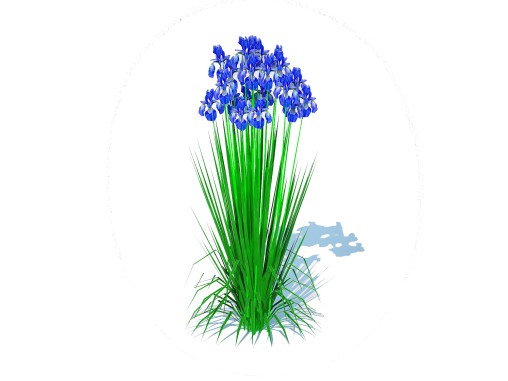 Iris siberica – Blue Siberian Iris