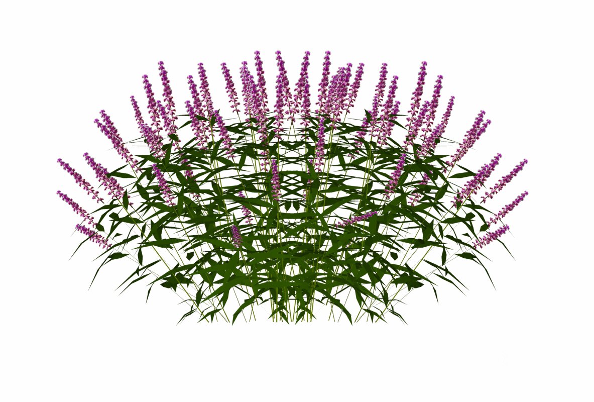 Salvia Leucantha-mexican sage_FACE ME Image 3