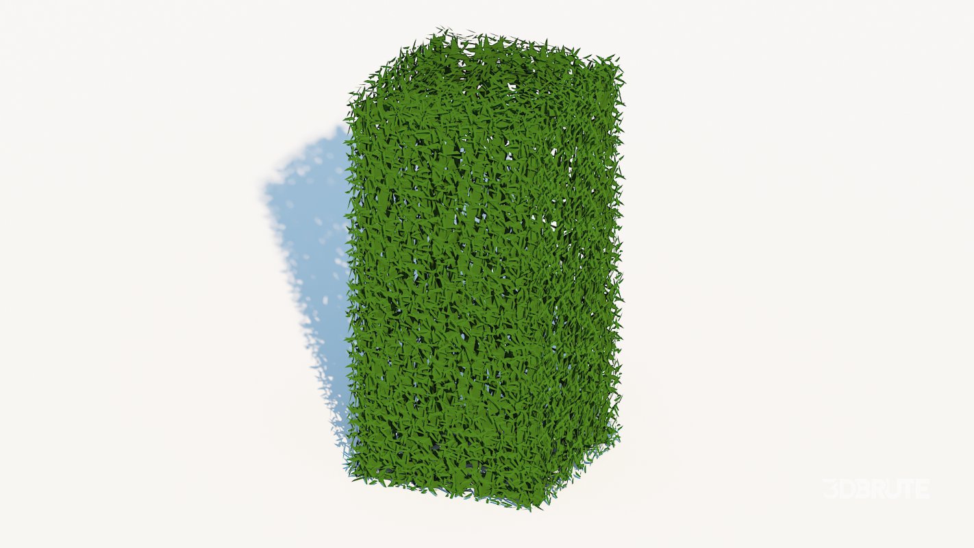 Taxus Media-Upright Image 3