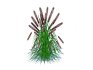 Pennisetum alopecuroides – Moudry Fountain Grass - Thumbnail 3