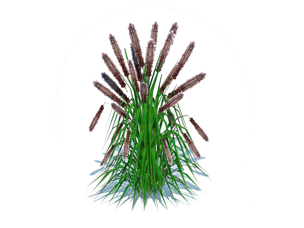 Pennisetum alopecuroides – Moudry Fountain Grass Image 3