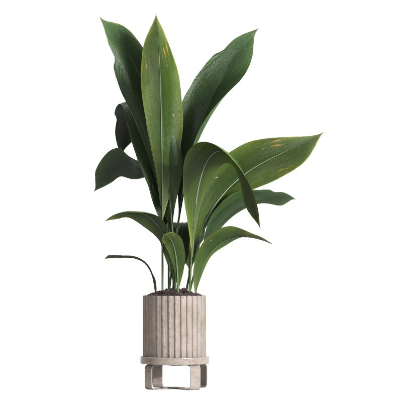 indoor plant 06 Image 4