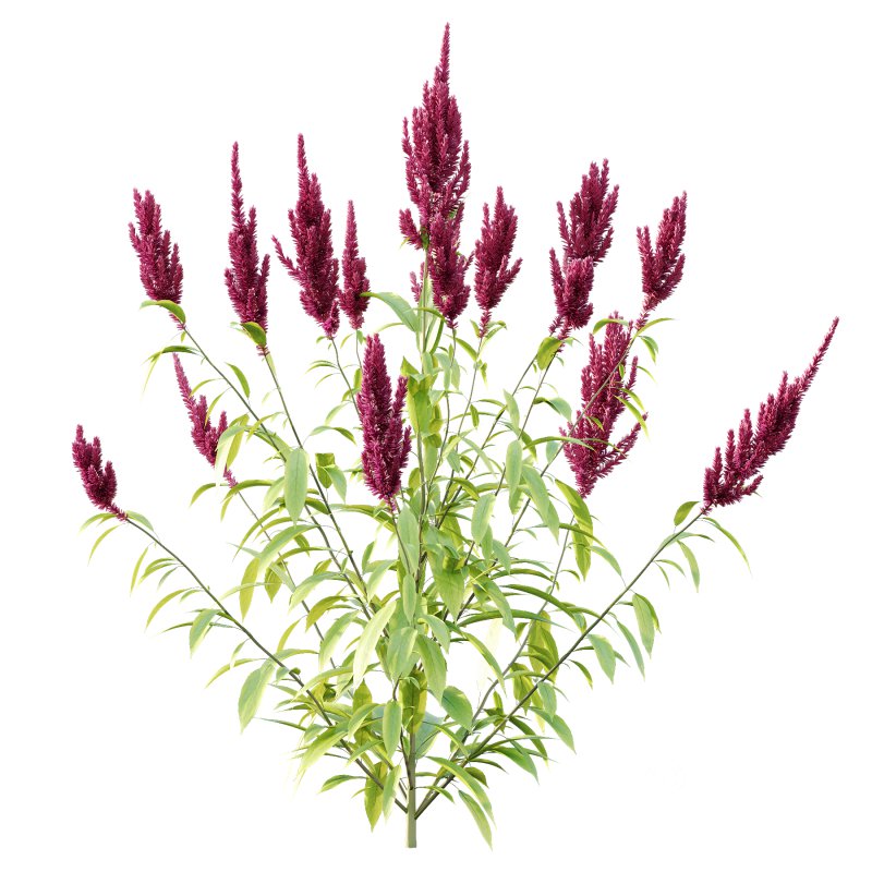 Different bush 08 Image 1