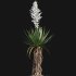Yucca gloriosa – Mound Lily 02 - Thumbnail 4
