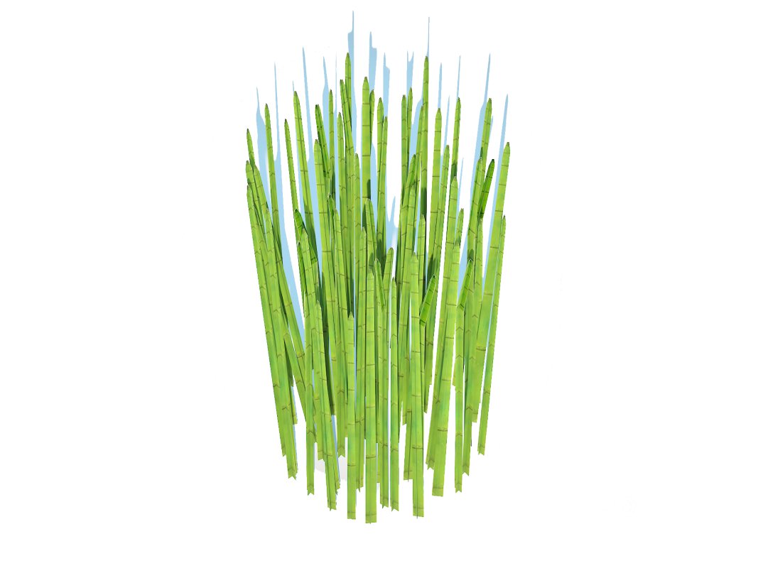 Equisetum hyemale – Horsetail Reed Image 4