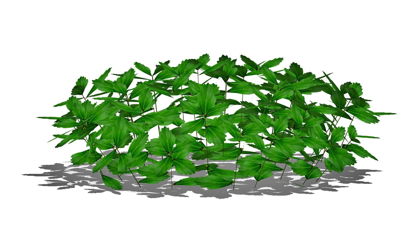 Pachysandra-Japanese Spurge Image 2