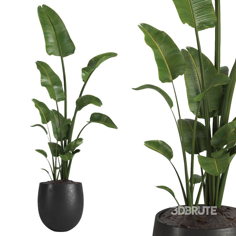 indoor plant 01 Image 2