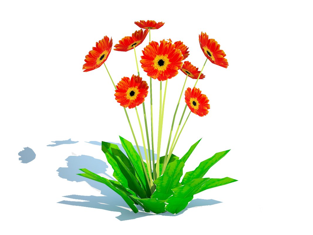 Gerbera – Gerbera Daisy_Orange_Flower Image 4