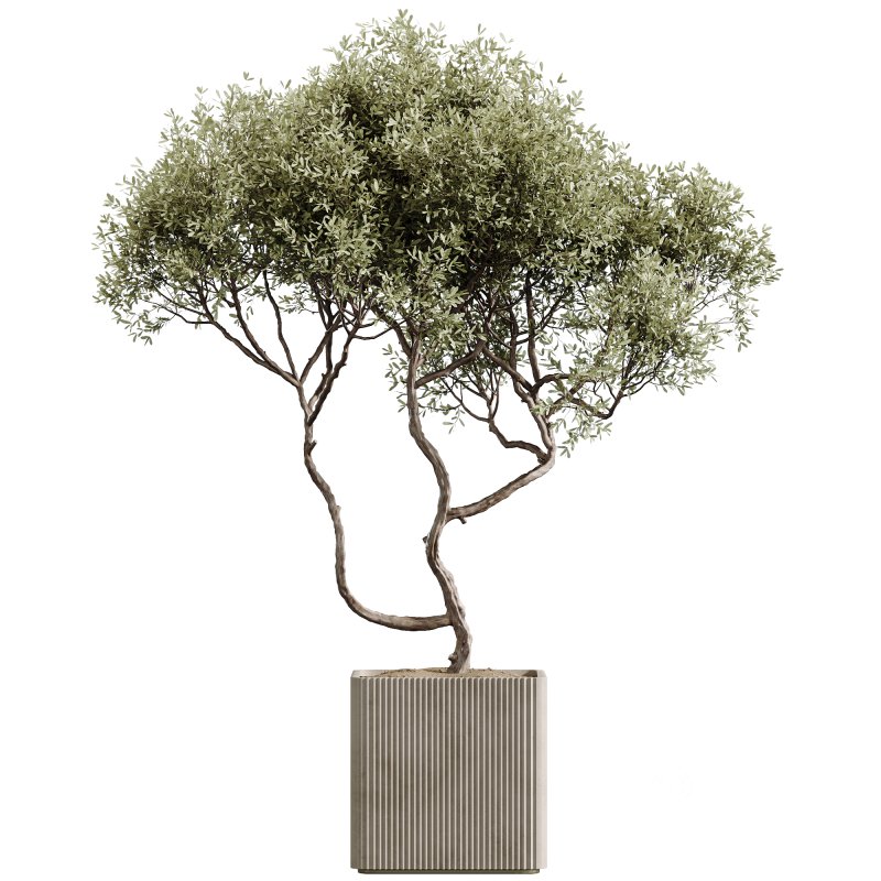 AV Indoor Plants Set 227 Mission Kalamata Leccino Arbequina Wilsonii Chemlali Olive Image 2