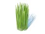 Equisetum hyemale – Horsetail Reed - Thumbnail 1
