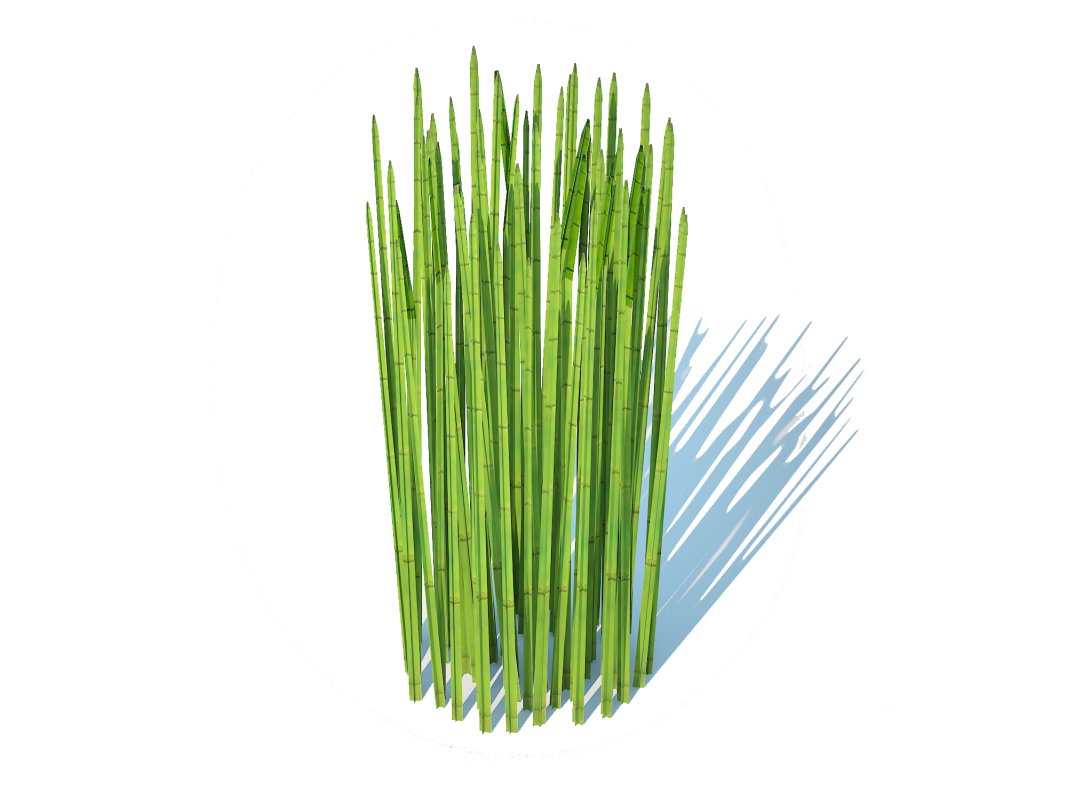 Equisetum hyemale – Horsetail Reed Image 1