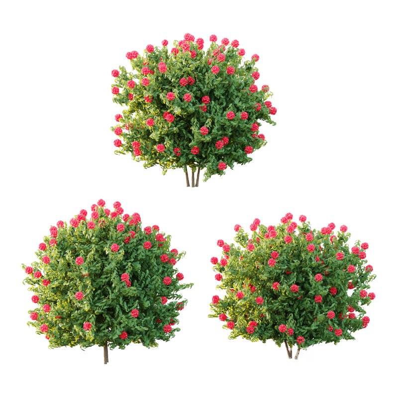 Rhododendron Arboreum Bush 02 Image 1