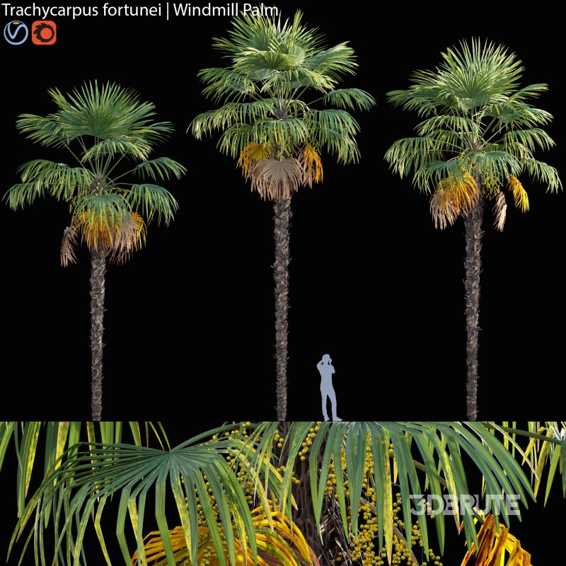 Trachycarpus fortunei – Windmill Palm – Chusan Palm – 01 Image 1