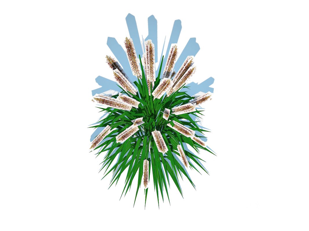 Pennisetum alopecuroides Image 2