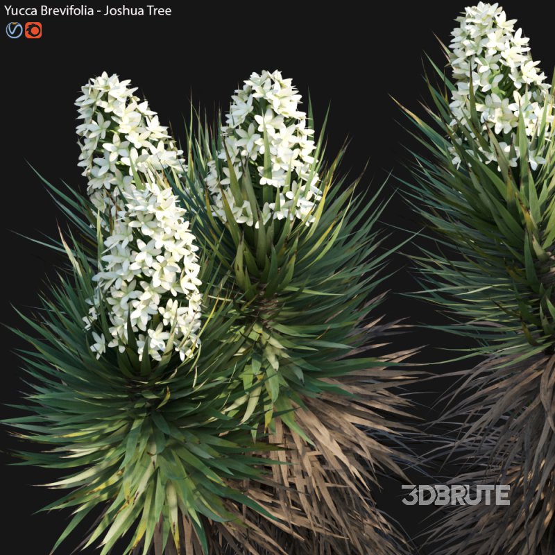 Yucca Brevifolia – Joshua Tree – 01 Image 4