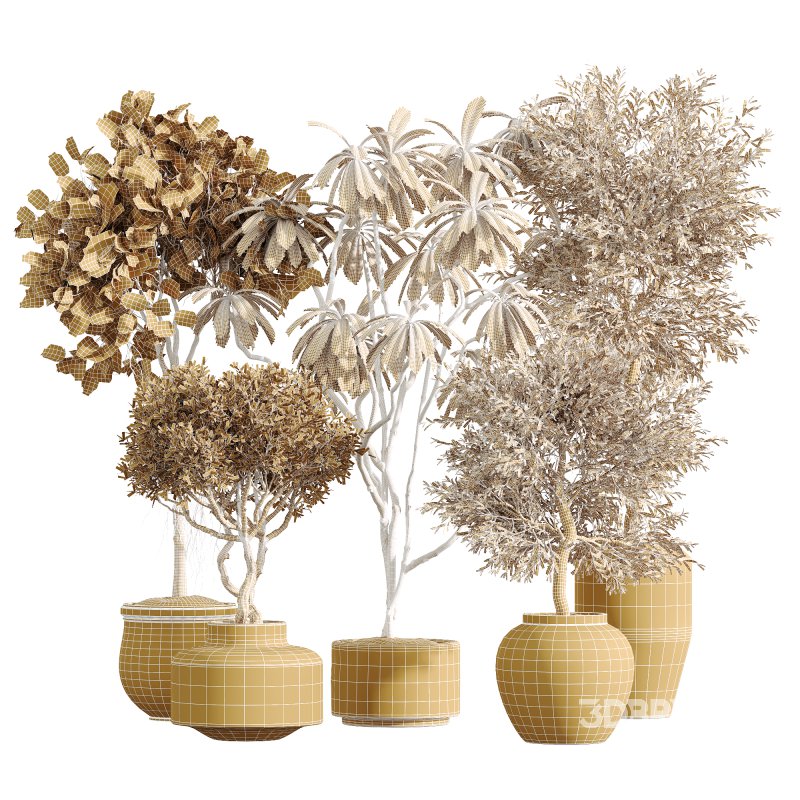 AV Indoor Plants Set 233 Olive Wilsonii and Mission Chemlali Olive and Ficus African Fig and Ficus Benjamina Image 7