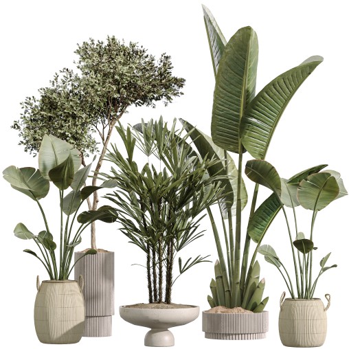 AV Indoor Plant Set 217 Mission Olive ParadiseBird Rhapis Excelsa Lady Palm Ravenala Banana Strelitzia Nicolai