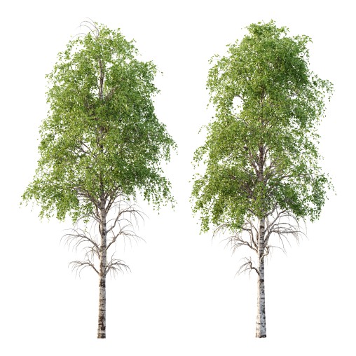 Betula Pendula Tree 09