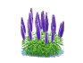 Echium candicans - Thumbnail 4