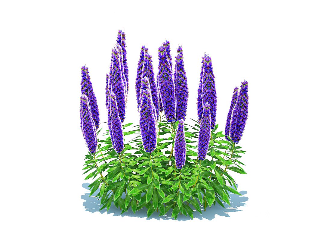 Echium candicans Image 4