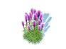 Liatris – purple gayfeather - Thumbnail 4
