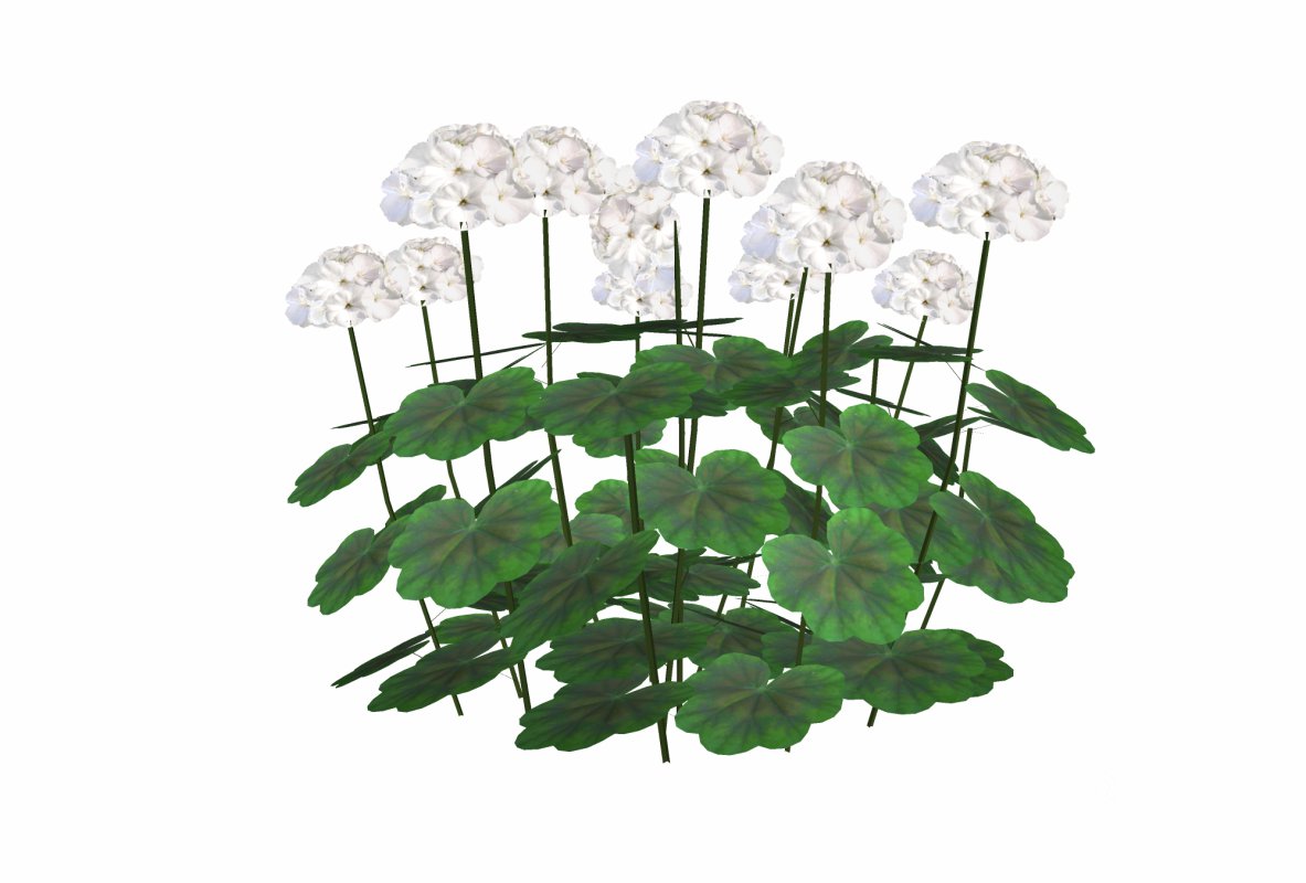 Pelargonium-Geranium-White-LowPoly Image 4